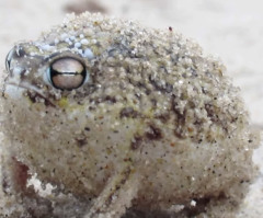 You Won't Believe the Hilarious Sound This Little Frog Makes (VIDEO)
