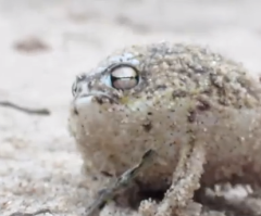 You Won't Believe What Noise Comes Out of This Frog!