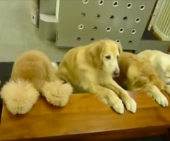 These Dogs Praying Before a Meal Will Make You Thank God for Animals (VIDEO)