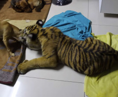 See What Happens When a Dog Unwisely Teases a Sleeping Tiger (VIDEO)