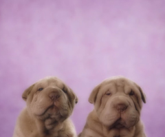 You Can Help Dogs in Need by Simply Watching This Video of Adorable Puppies (VIDEO)