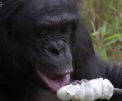 Watch This Amazing Ape Build a Fire and Roast Marshmallows (VIDEO)