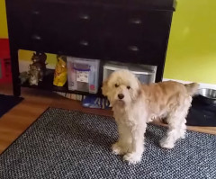Watch This Dog's Hilarious Reaction to Being Accused of a Serious Offense (VIDEO)