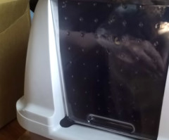 Cat Can't Figure Out How to Get Out of Litter Box and It's Hilariously Sad