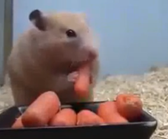 Amazing Hamster Magician Can Make Things Disappear! Mostly Carrots