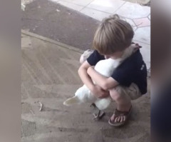 Sweetest Chicken Ever? See an Insanely Adorable Hug Between a Little Boy and a Chicken (VIDEO)