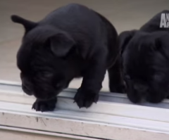 Puppies Learn About the World - So Amazingly Cute