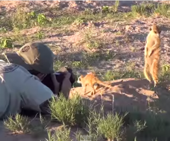 Amazingly Cute Meerkats Show No Fear Interacting With Humans!