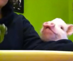 Watch This Adorably Patient Pig Politely Share a Salad With Its Owner (VIDEO)