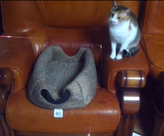 When You See Who's Playing With This Cat, Your Mind Just May Be Blown (VIDEO)
