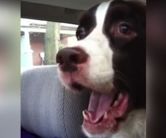 Dog Goes So Hilariously Crazy Over a Squirrel, You Can't Help But Laugh (VIDEO)