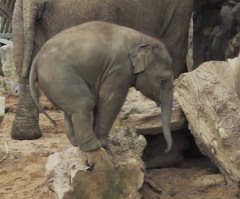 Watch This Crying Baby Elephant Overcome Getting Stuck on a Log (VIDEO)