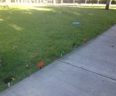 University of Miami Pro-Life Display Vandalized