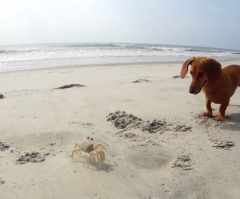 What Happens When a Dachshund Makes Friends With a Crab? Something Adorably Sweet (VIDEO)