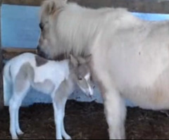 Pony Shows Mother's Love, Stands in Front of Foal to Shield Her From Fire (VIDEO)