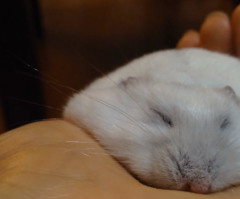 Here's How to Safely Flatten in a Hamster in Your Hand (VIDEO)