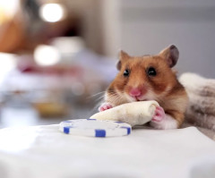Tiny Hamster Eats Tiny Burritos in the Most Oddly Cute Thing You'll See Today (VIDEO)