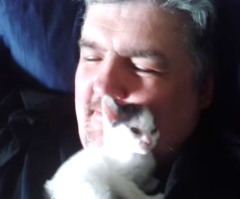 Impossibly Adorable Kitten Loves Snuggling Her Owner's Beard (VIDEO)
