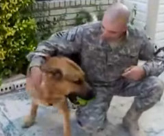 Dog Fetches Ball, Returns to Find Soldier Home in Heartwarming Surprise (VIDEO)