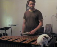 Watch This Cat Interrupt Its Owner's Vibraphone Practice Again and Again (VIDEO)