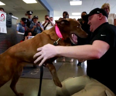 See the Heartwarming Reunion Between a Veteran and His Bomb-Sniffing Dog That He Adopted (VIDEO)