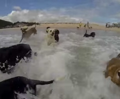 These 'Happy' Dogs and Cat Playing at the Beach Will Have You Praying for Summer to Come Quickly (VIDEO)