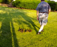 Man Rescues Eggs After Duck Dies - Watch 13 Adorable Ducklings Follow Him Step for Step (VIDEO)