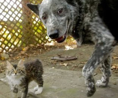 Disabled Kitten and Loving Cattle Dog Make the Most Adorable Best Friends (VIDEO)