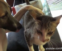 Dogs Just Want to Be Friends With Cats in Adorably Hilarious Montage (VIDEO)