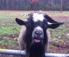 You Won't Believe the Hilarious Way This Goat Warns a Woman to Back Away From His Fence (VIDEO)