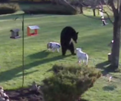 Watch Two Brave Bulldogs Protect Their Yard From a Black Bear (VIDEO)