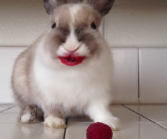 This Bunny Eating Raspberries Looks Like She's Wearing Lipstick - and It's Hilarious (VIDEO)