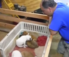 Watch This Man Sing a Litter of Puppies to Sleep With a Classic Love Song (VIDEO)