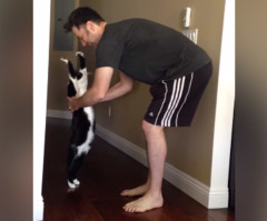 You Won't Believe How Much This Sweet Cat Loves to Hug His Human (VIDEO)