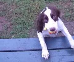 Completely Blind Dog Loves to Play Fetch - See This Sweet, Inspiring Pooch (VIDEO)