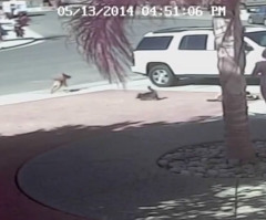 Watch a Heroic Cat Save a Boy From a Vicious Dog Attack (VIDEO)