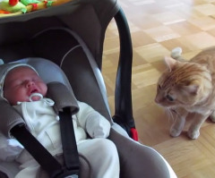 Cat Meets Baby for the First Time and It's Hilariously Afraid (VIDEO)