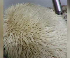 This Little Albino Hedgehog Has the Most Adorable Snore You'll Ever Hear (VIDEO)