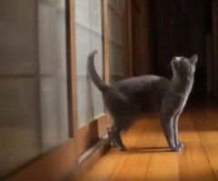This Cat Gets Its Owner's Attention in the Most Hilarious Yet Familiar Way (VIDEO)