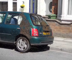 Here's What Happens When 20,000 Bees Invade a Car (VIDEO)