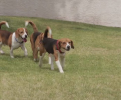 Beagles Who Grew Up in Laboratory Cages Feel Sun and Grass for the First Time (VIDEO)
