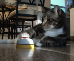 See the Hilarious Way This Spoiled Cat Uses His Bell (VIDEO)