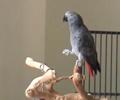 You'll Be Floored by This Adorable Parrot's Amazing Musical Talent (VIDEO)