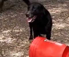 Your Heart Will Melt Watching This Dog Play With His Best Friend, a Bucket (VIDEO)