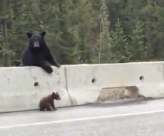 Mama Black Bear Shows a Mother's Love, Rescues Cub From Highway (VIDEO)