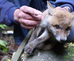 Watch a Heroic Human Save the Life of This Helpless Fox Cub (VIDEO)