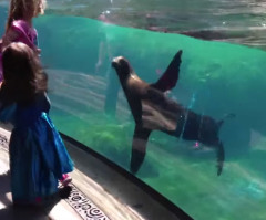 See This Sea Lion's Sweet Reaction to a Little Girl Falling Down (VIDEO)