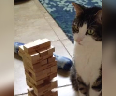 This Clever Cat Might Be Better at Jenga Than You Are (VIDEO)