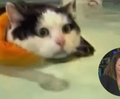 News Anchor Loses It on Live TV While Reporting on Swimming Cat - This is Hilarious (VIDEO)