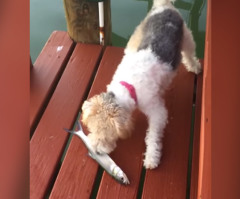 Dog Hilariously Fails at Meeting a Fish for the First Time (VIDEO)